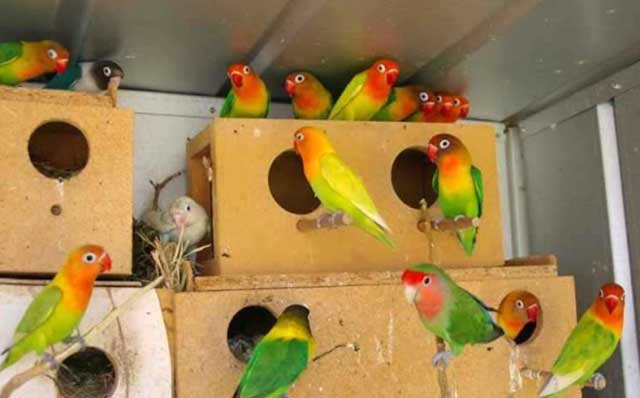 Как разводить попугаев неразлучников дома?