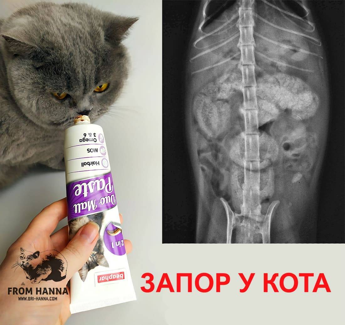 [инструкция] лучшее слабительное для кошек: когда давать, народные методы - kotiko.ru