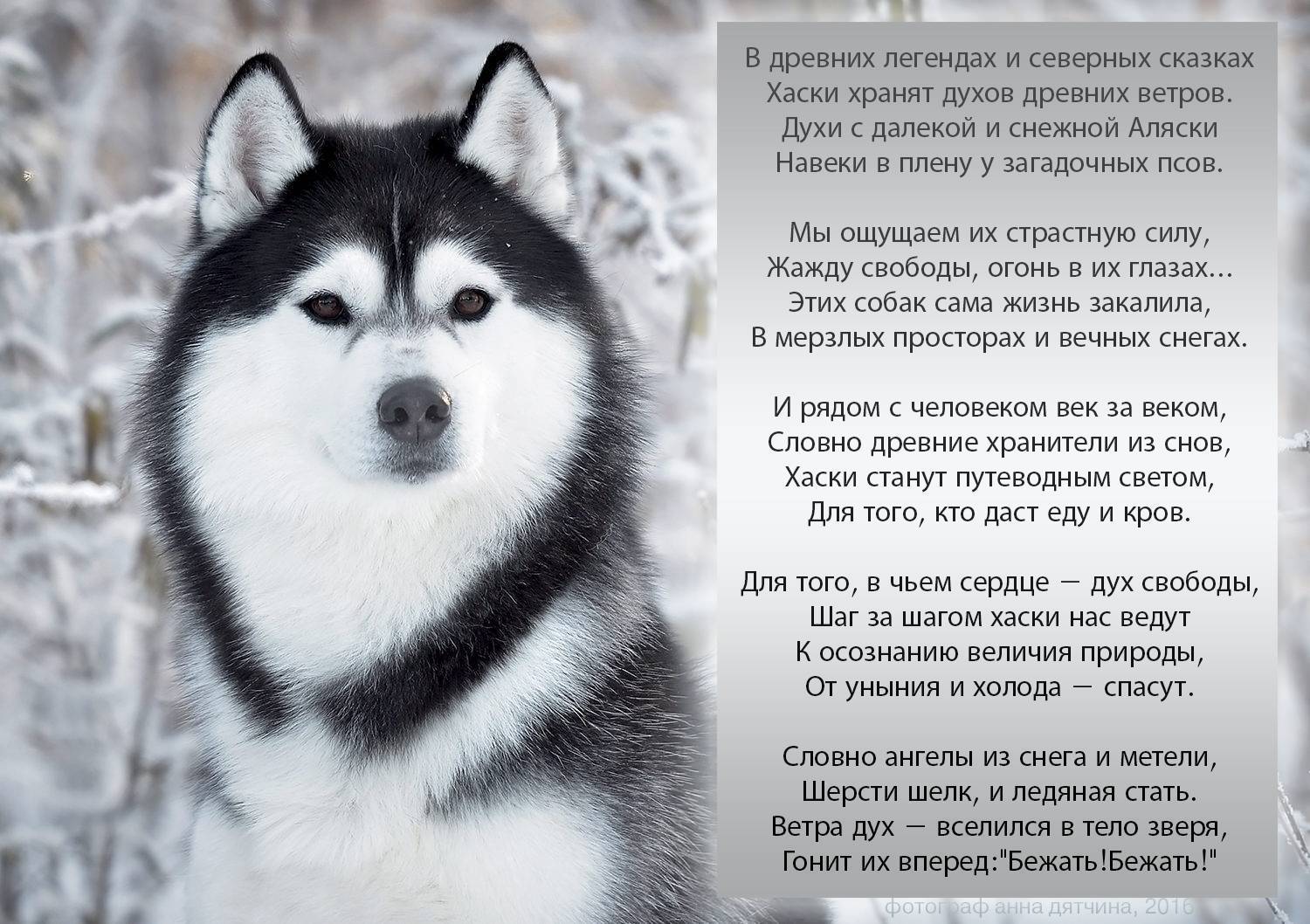 Собака хаски: характеристика породы, описание с фото и видео