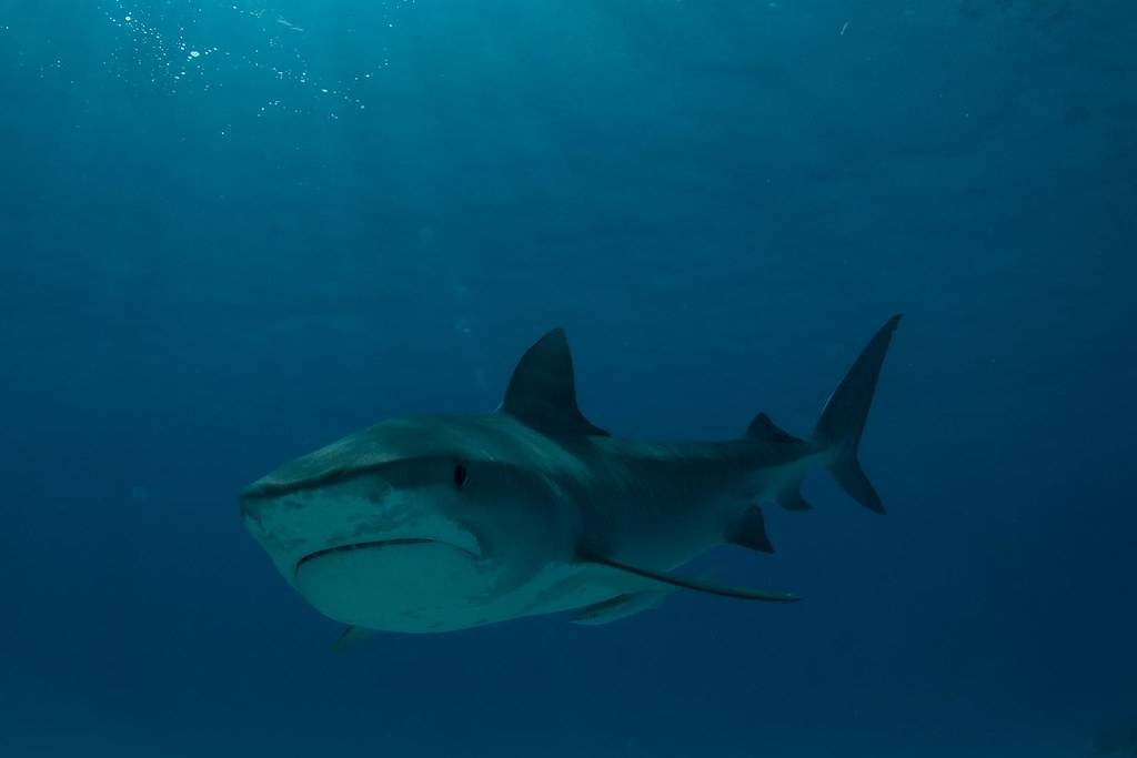 9 самых опасных для человека акул в мире