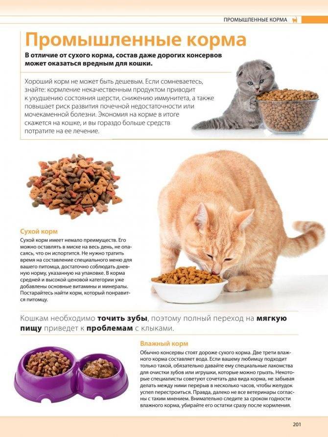 Как часто нужно кормить кошку: сколько раз давать еду взрослому питомцу или котенку