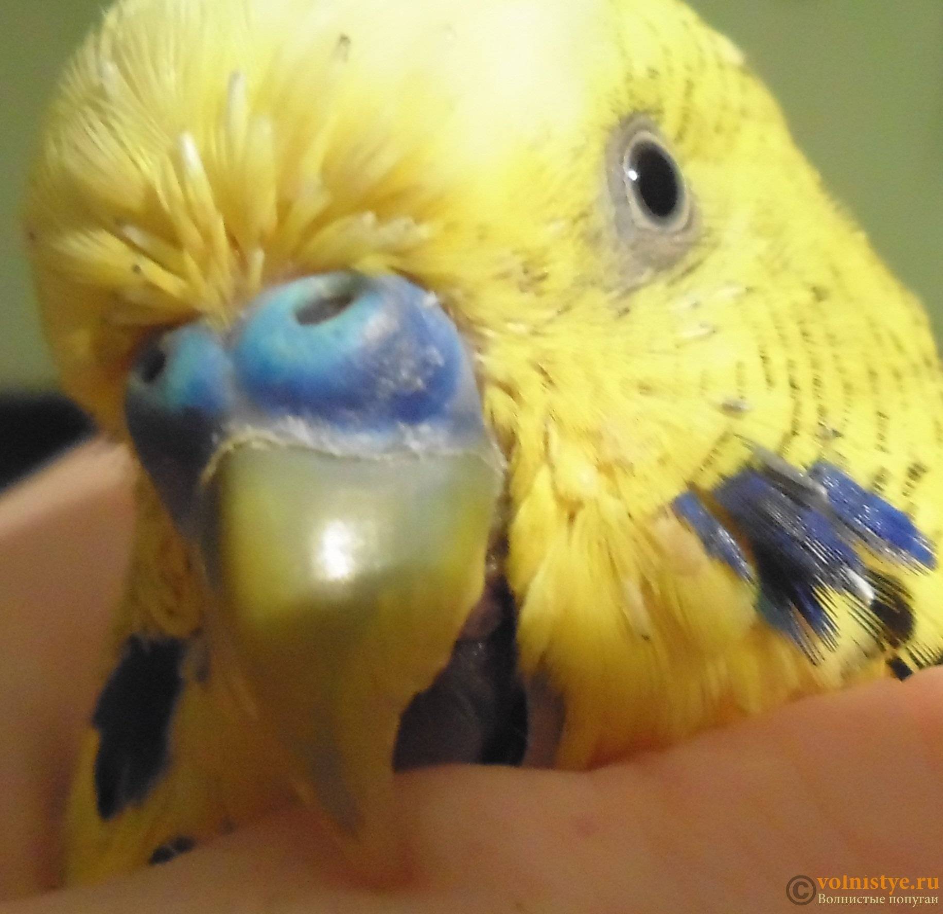 Что делать, если попугай чихает (волнистый, корелла): часто, с соплями, дёргает головой, выплёвывает зёрна