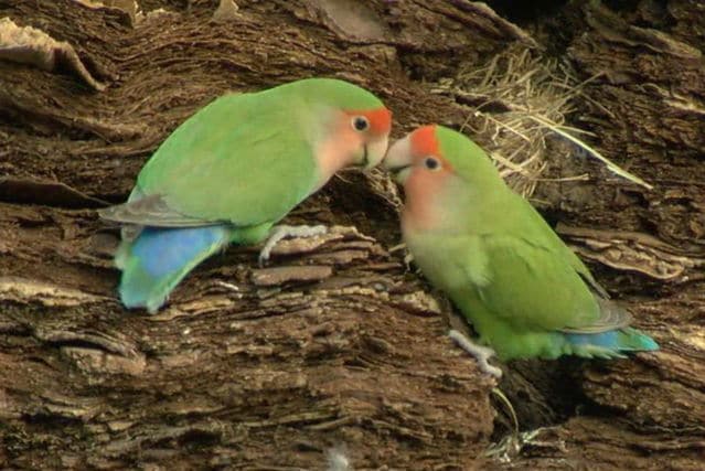 Интересные факты о диких и одомашненных попугаях неразлучниках. их особенности и повадки
