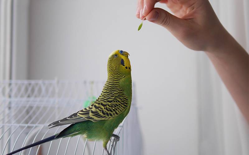 Как научить попугая разговаривать за 5 минут: обучение птицы, видео
