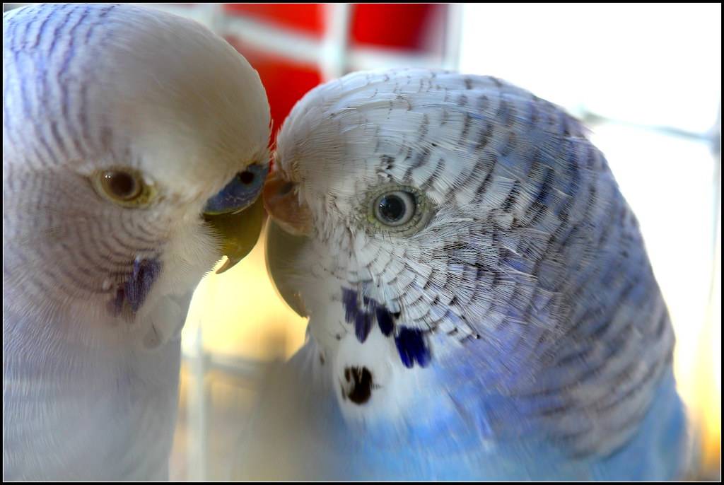 Как размножаются попугаи в клетке при домашних условиях