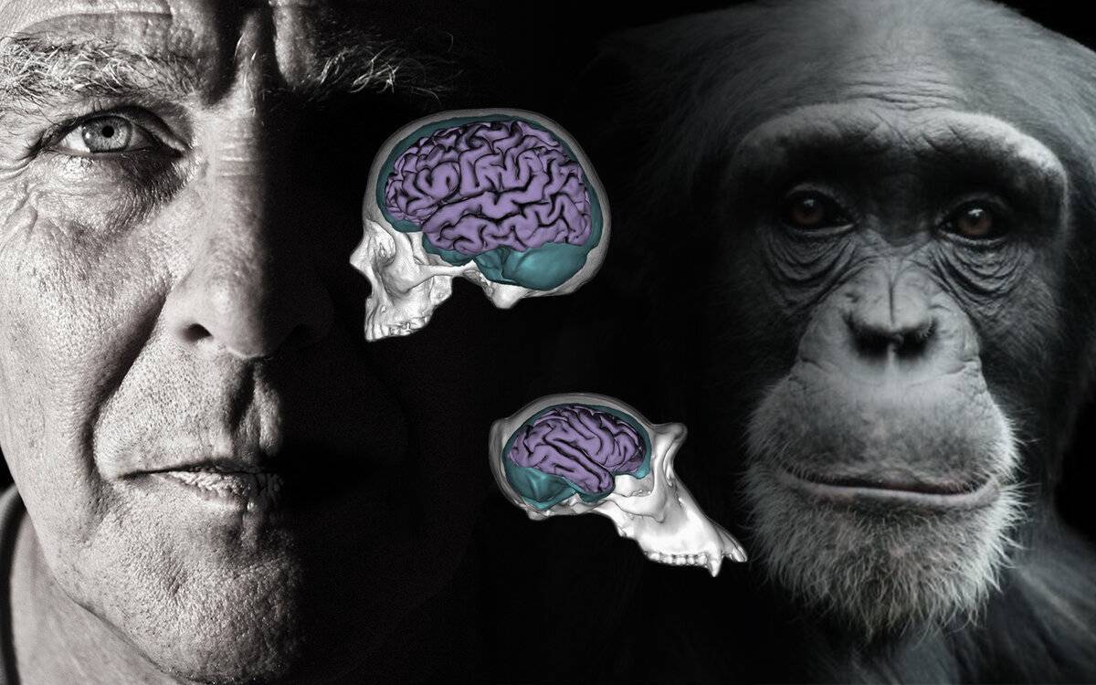 Ученые сравнили ум попугаев и приматов