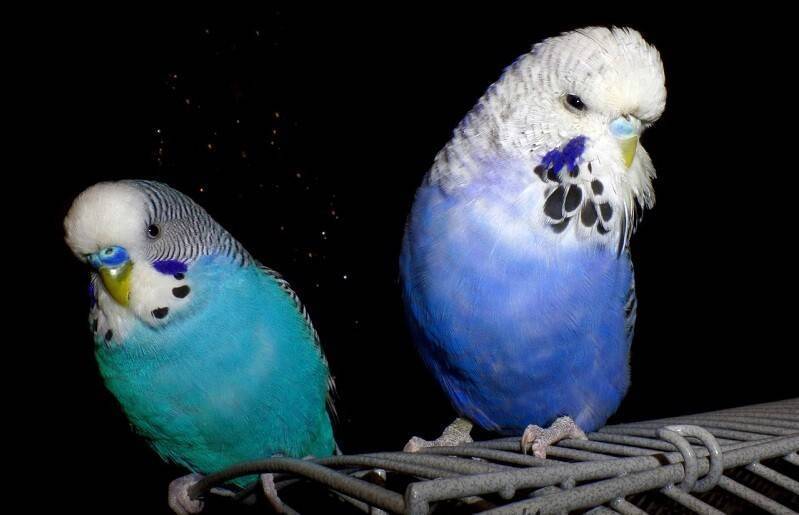 Попугай чех | описание, содержание и разведение попугая
