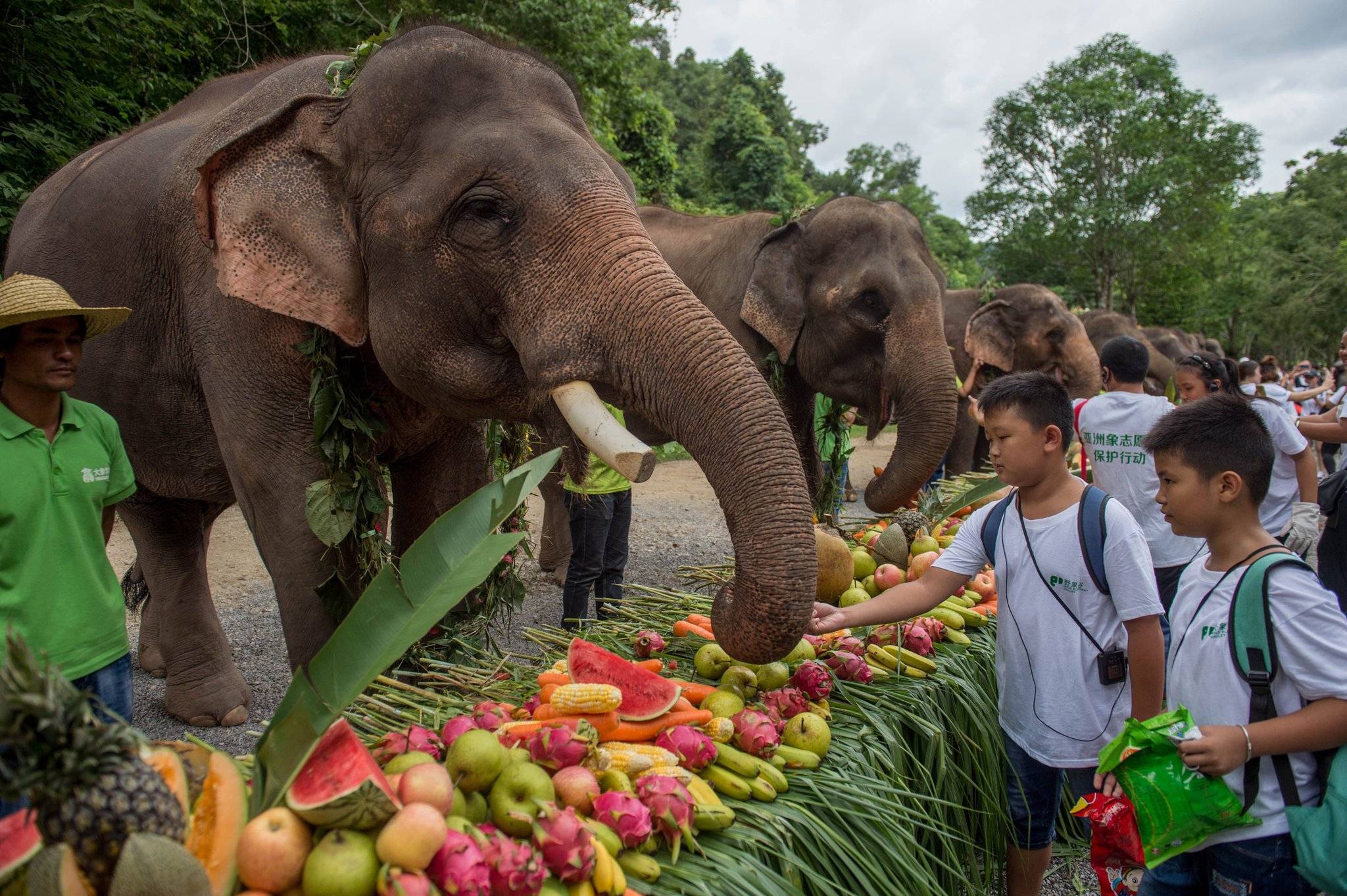 Слон - харкатеристика, где живет слон, виды, сколько живет, что едят