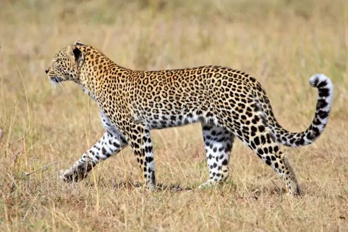 Дальневосточный леопард (амурский, приморский): описание, красная книга