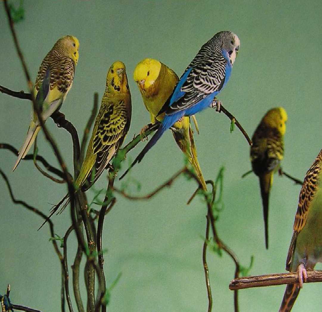 Сколько живет попугай волнистый в домашних условиях, уход за ним (фото)