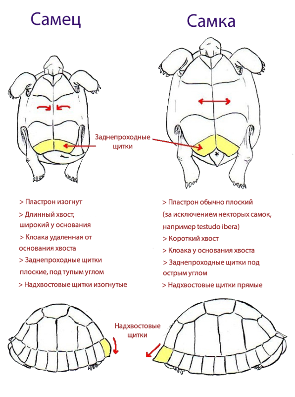 Как определить пол красноухой черепахи: как отличить самку от самца по внешним данным, поведению?