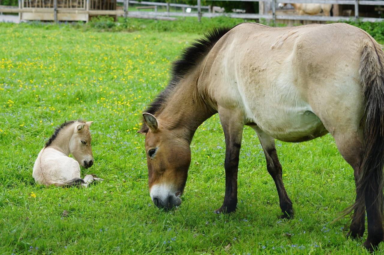 Лошадь пржевальского. среда обитания и образ жизни лошади пржевальского
