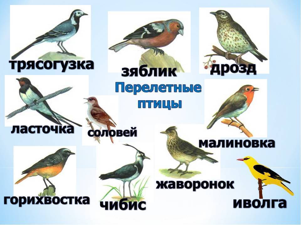 Зимующие птицы. названия, описания и особенности зимующих птиц