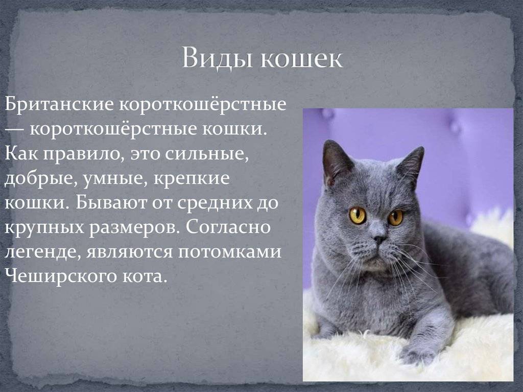 Британская кошка - фото, описание породы, характер