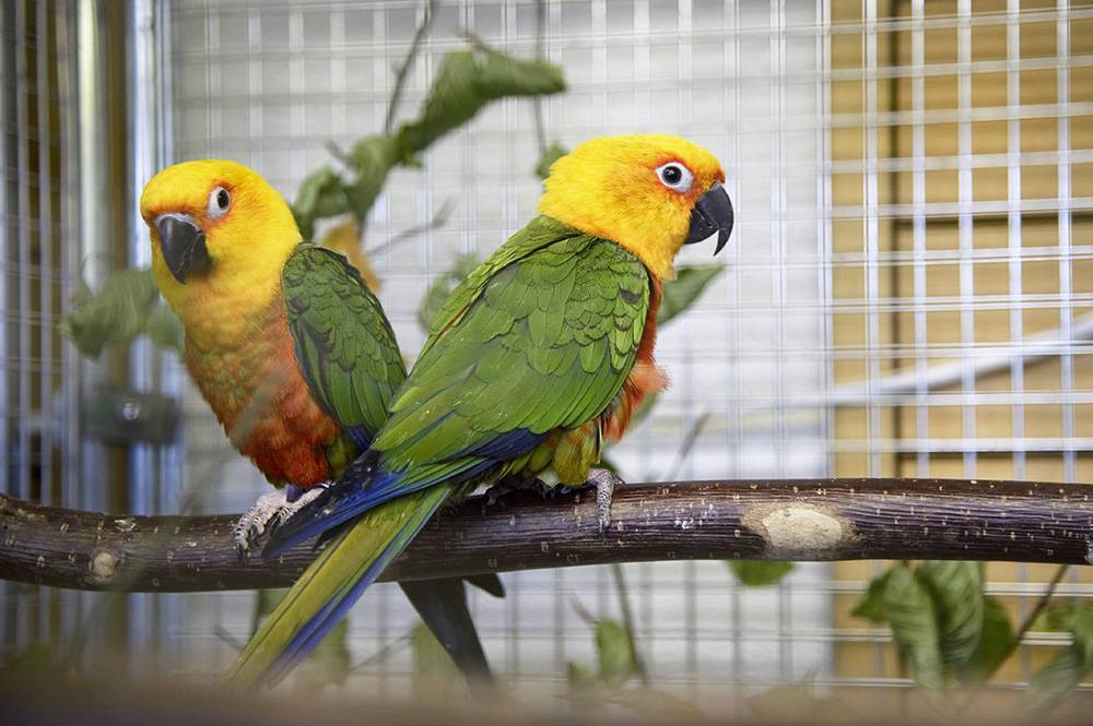 Виды попугаев: фото и названия, породы домашних попугаев