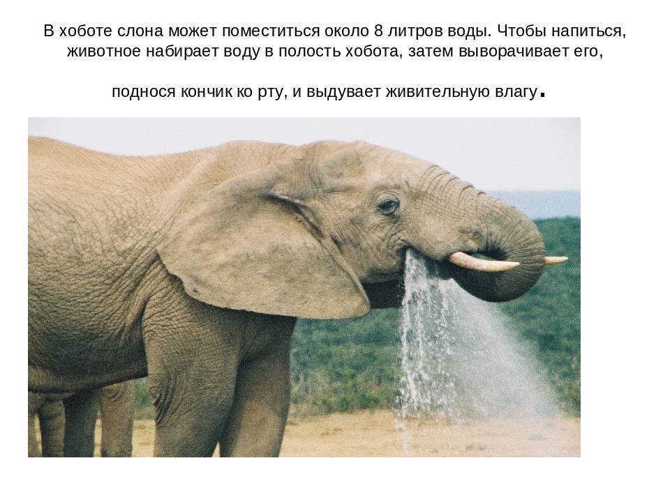 Для чего слону хобот?. мир животных