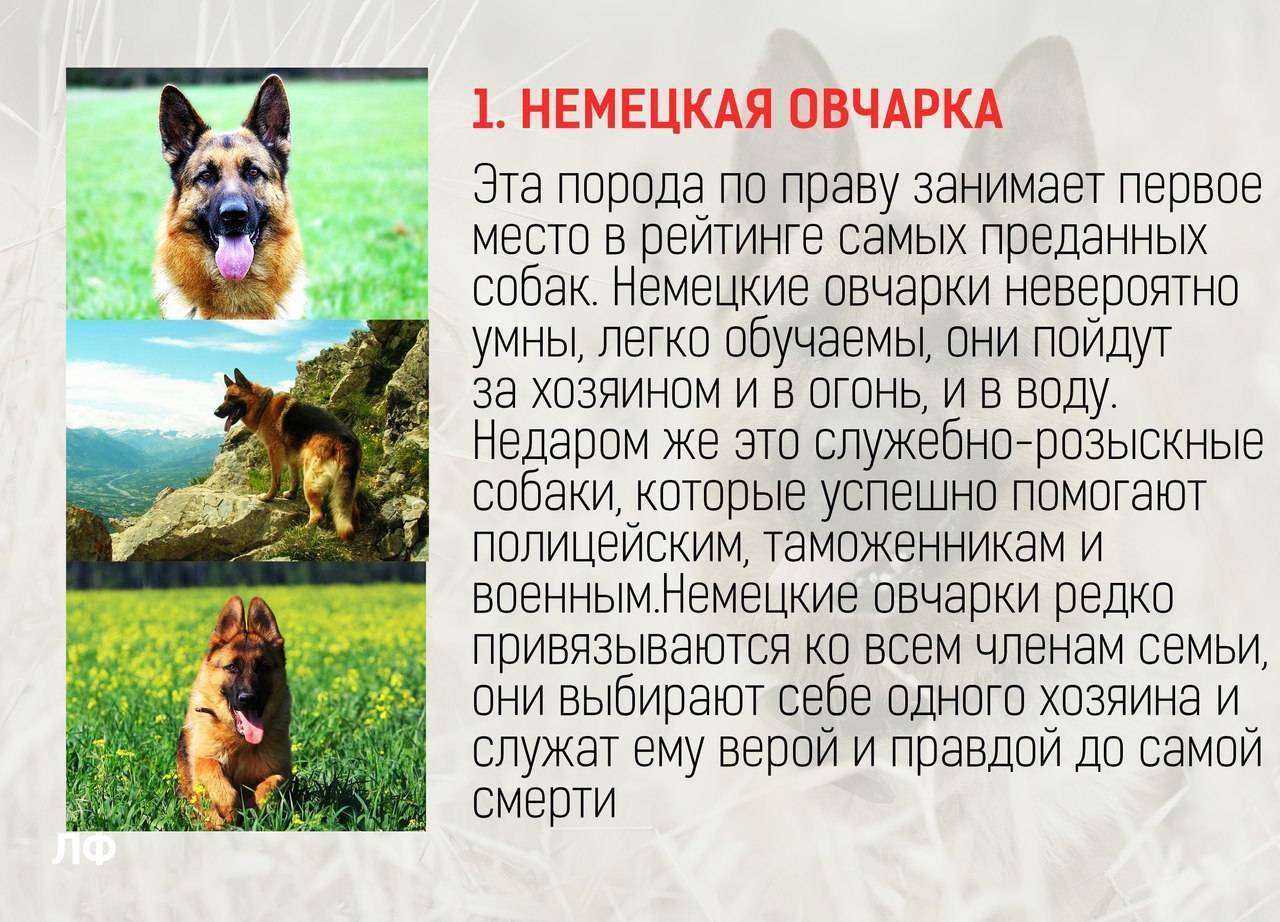 Породы собак с фото: полный список пород, описаний и изображений