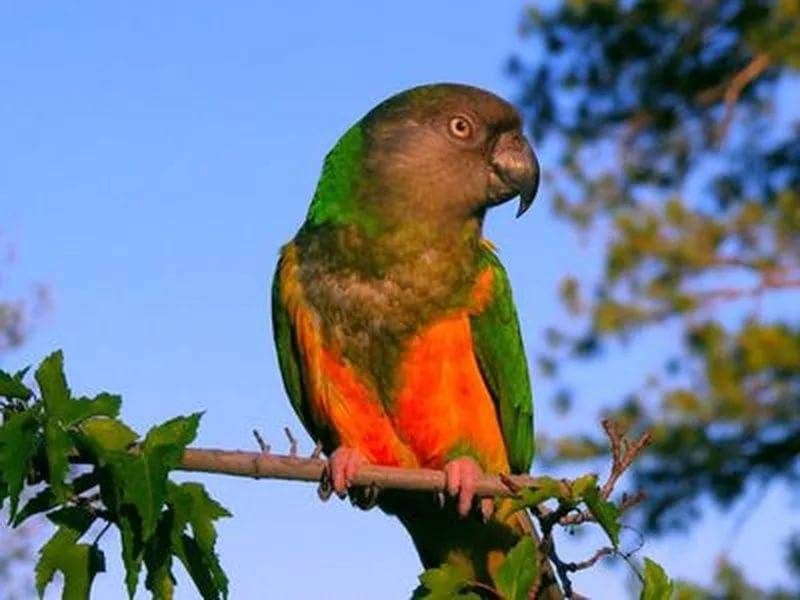 Сенегальский длиннокрылый попугай