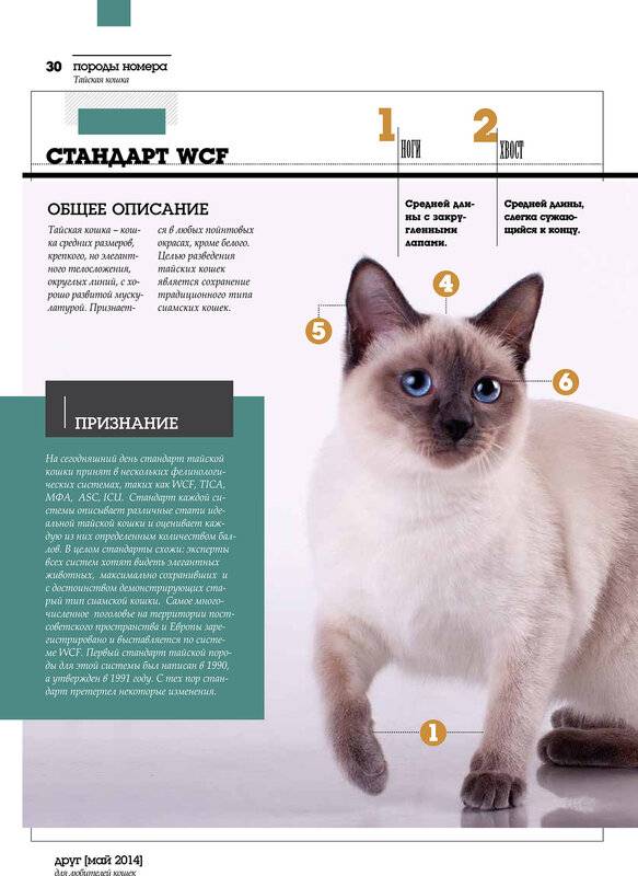 Тайская кошка (тайский кот): описание породы с фото и видео