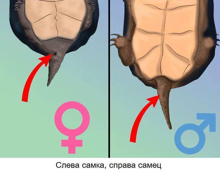 Как определить пол черепахи: 8 шагов с иллюстрациями. как отличить сухопутную черепаху мальчика от девочки: способы определения пола