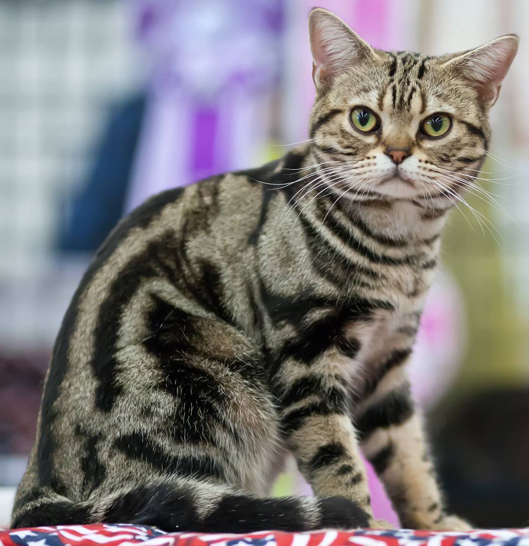 Американская короткошерстная кошка: описание породы, характер, уход, содержание и кормление
