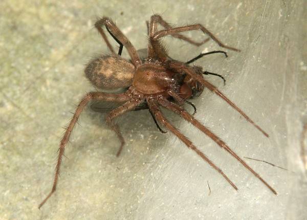 Гигантский домовой паук. домовый паук или тегенария домовая
