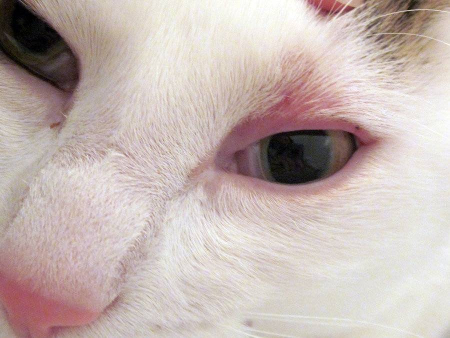 Вирусный конъюнктивит у кошек - симптомы и лечение заболевания | ветклиника "берлога"