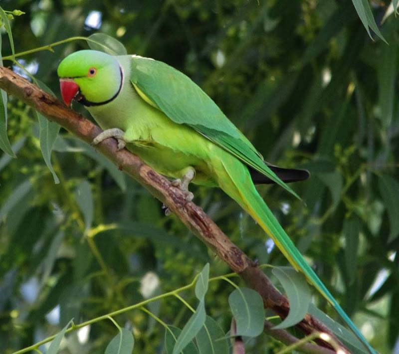 Уход и содержание ожерелового попугая в домашних условиях