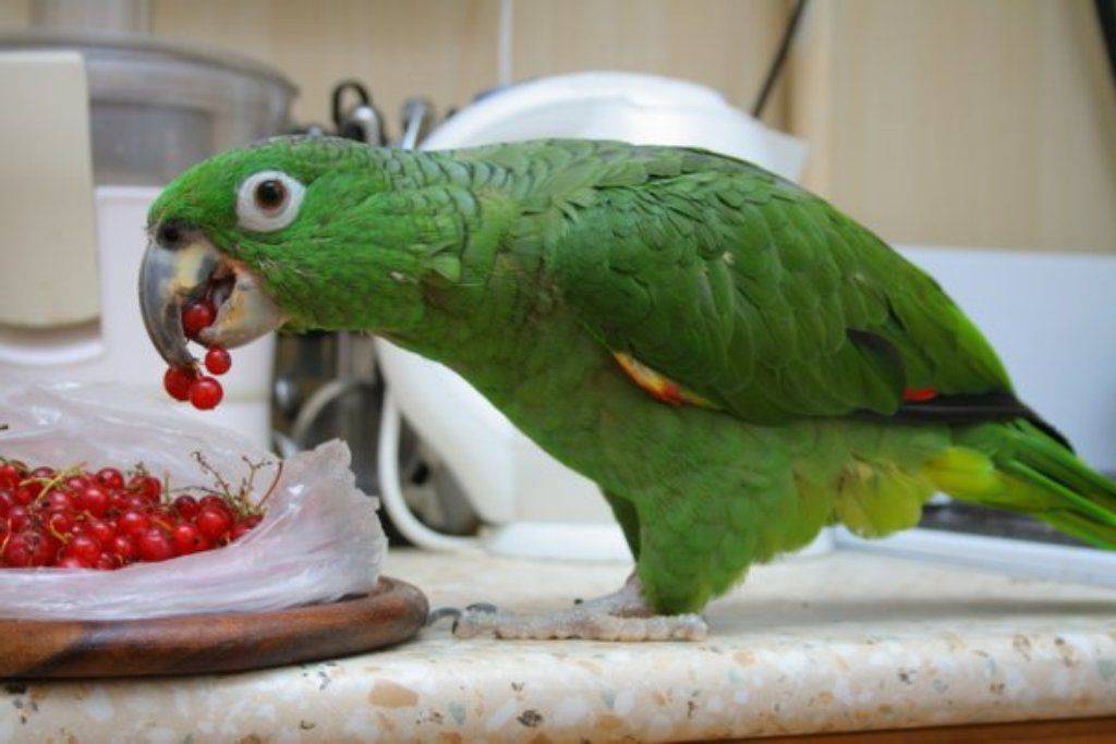 Домашние виды попугаев, 10 лучших пород попугаев для домашнего содержания