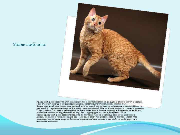 Кошка корниш рекс: описание, фото и особенности породы, выбор котёнка и отзывы владельцев, уход и содержание питомца