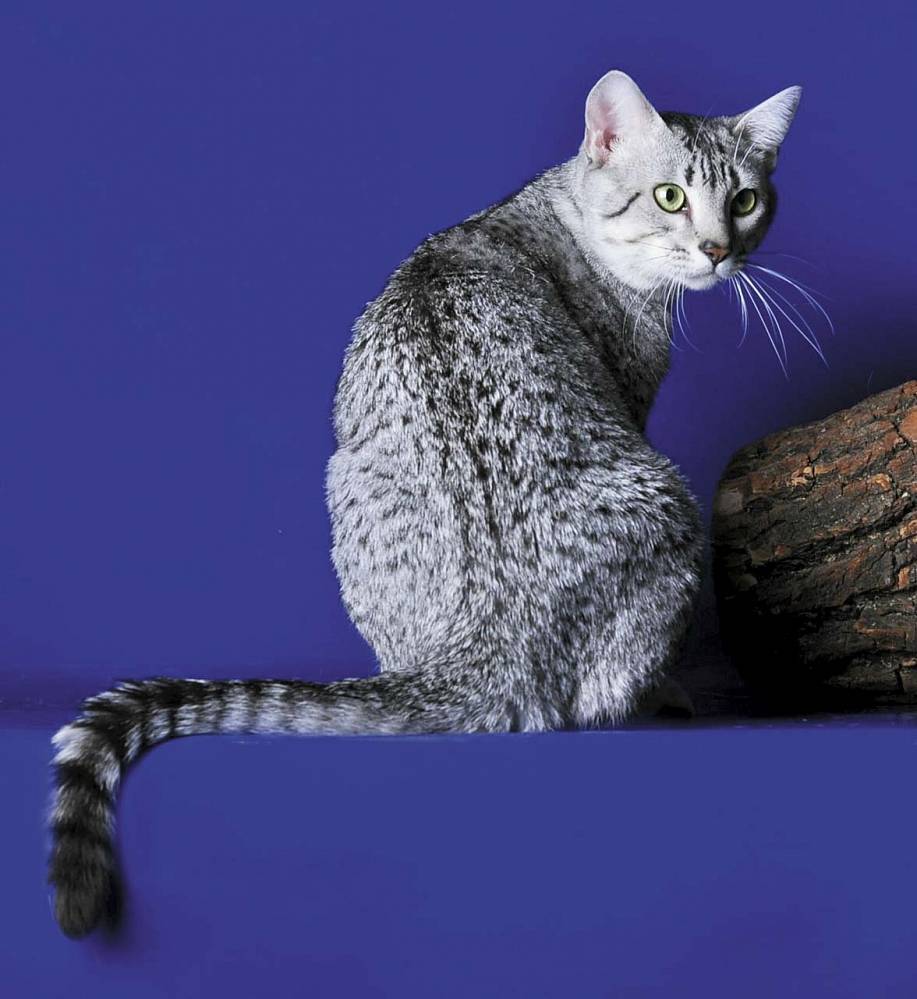 Египетская мау кошка: описание, характер, фото | voprosoff.net