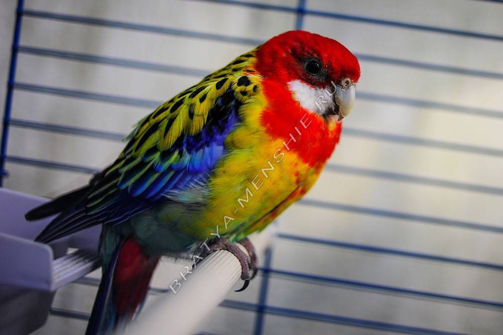 Попугай розелла – фото, описание, виды, содержание, питание, купить
