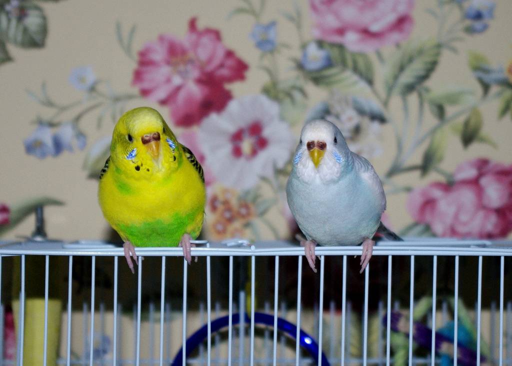 Видео о волнистых попугаях