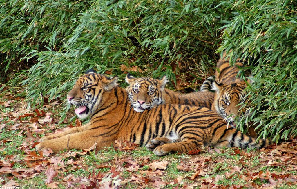 Суматранский тигр – фото, описание, ареал, рацион, враги, популяция