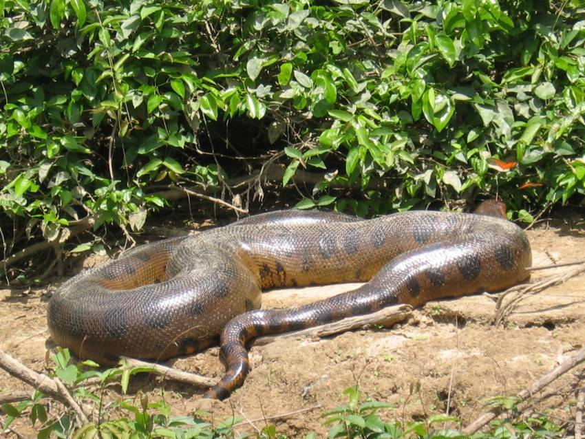 Топ-10 самые ядовитые змеи в мире