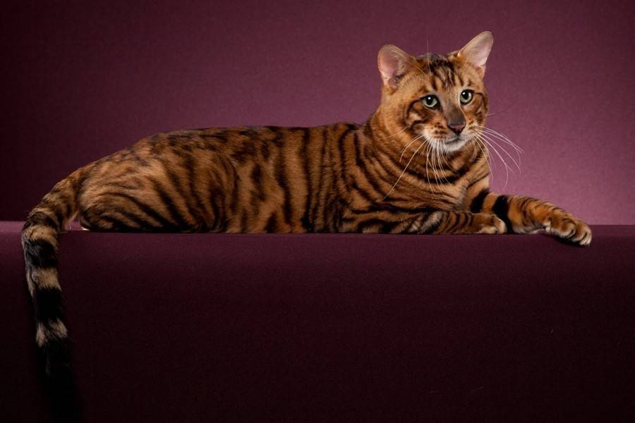 Кошка тойгер: описание породы, характер, цена, отзывы.