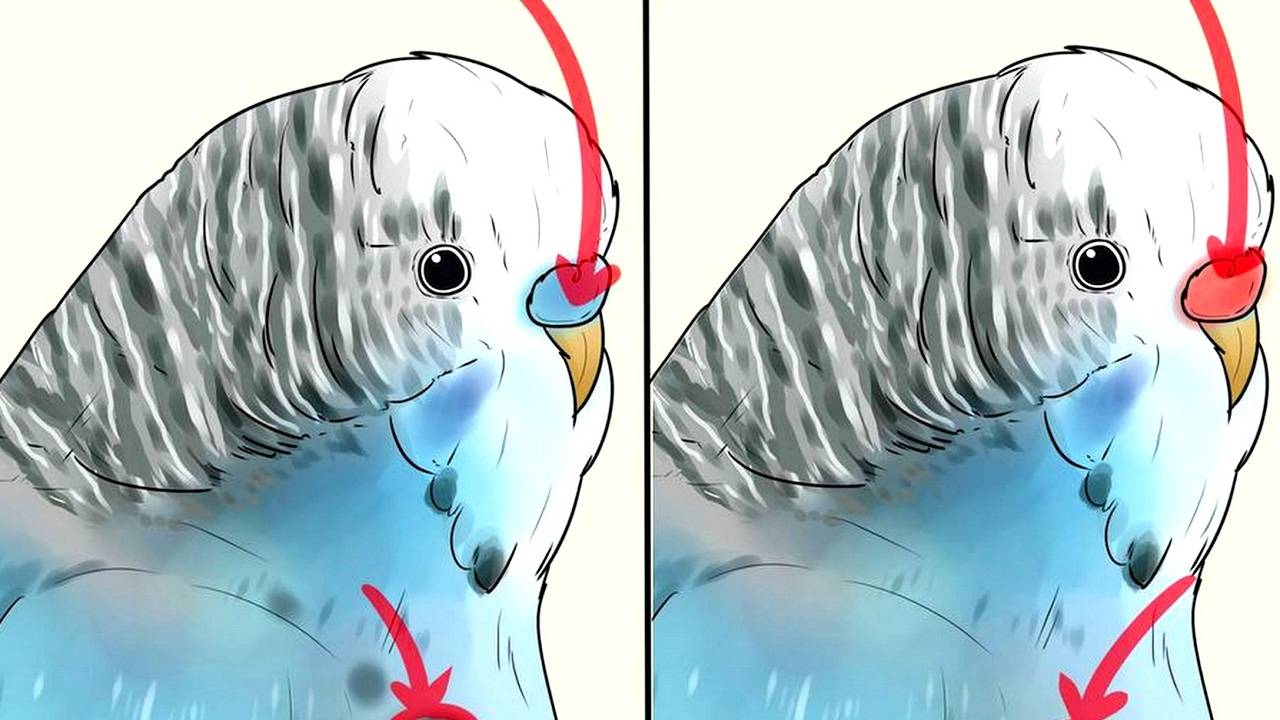 Чем интересны волнистые попугаи, как определить возраст и пол?