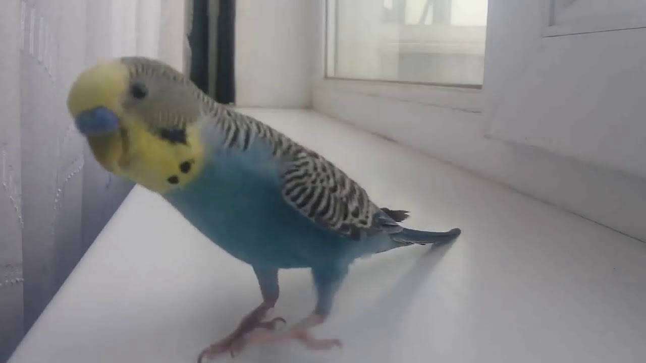 Чириканье волнистого попугая — о чём оно, видео и отзывы