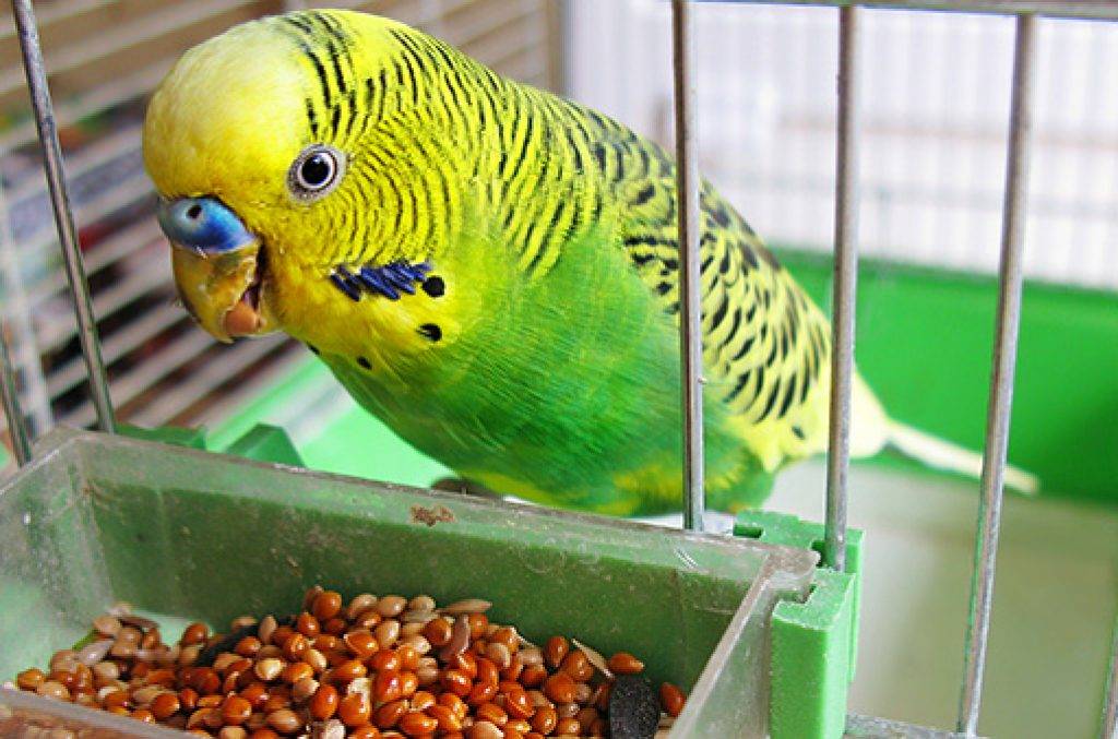 Чем можно покормить попугая если закончился корм