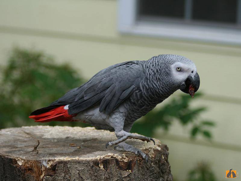 Самые умные попугай жако алекс: информация, интеллект