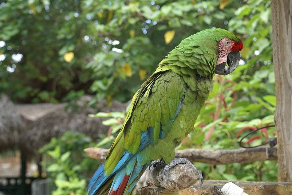 6 видов попугая ара: как выглядит, описание, особенности характера и размножения