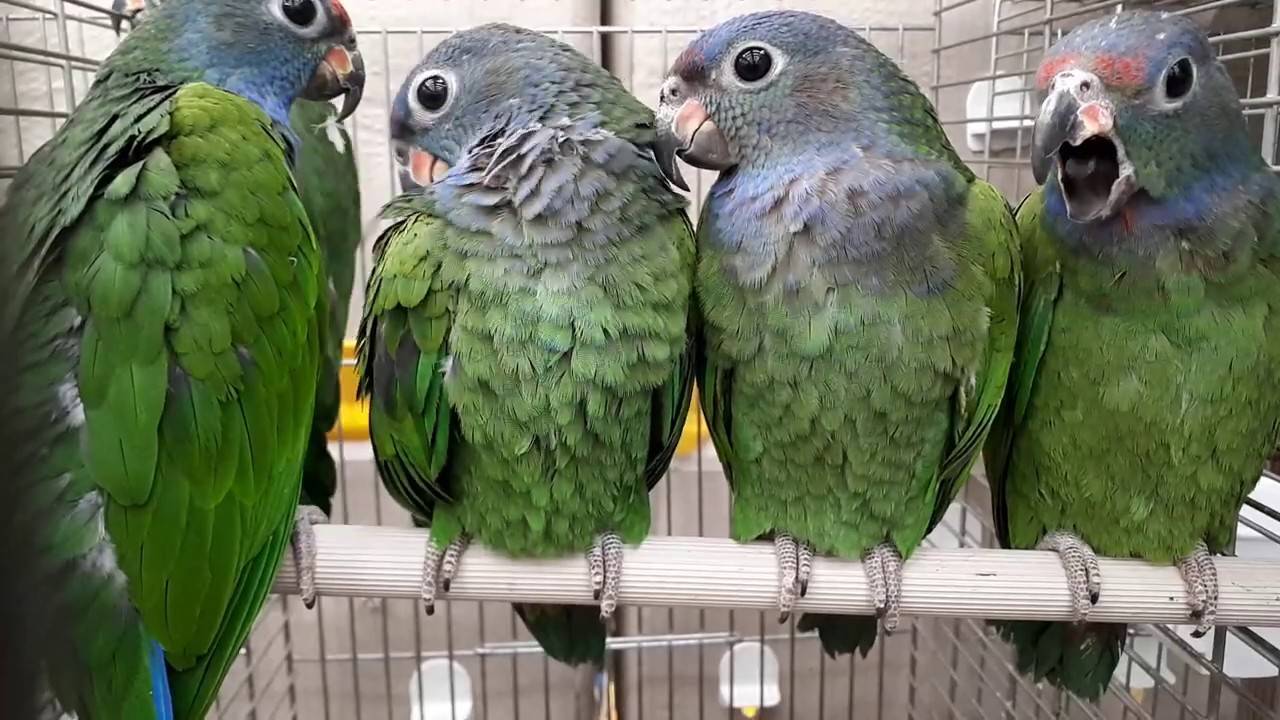 Содержание певчих попугаев