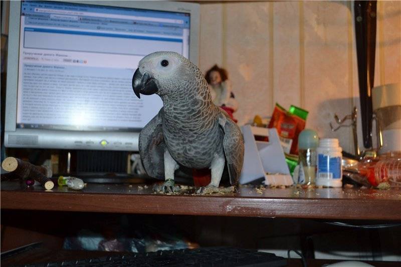 Как научить попугая