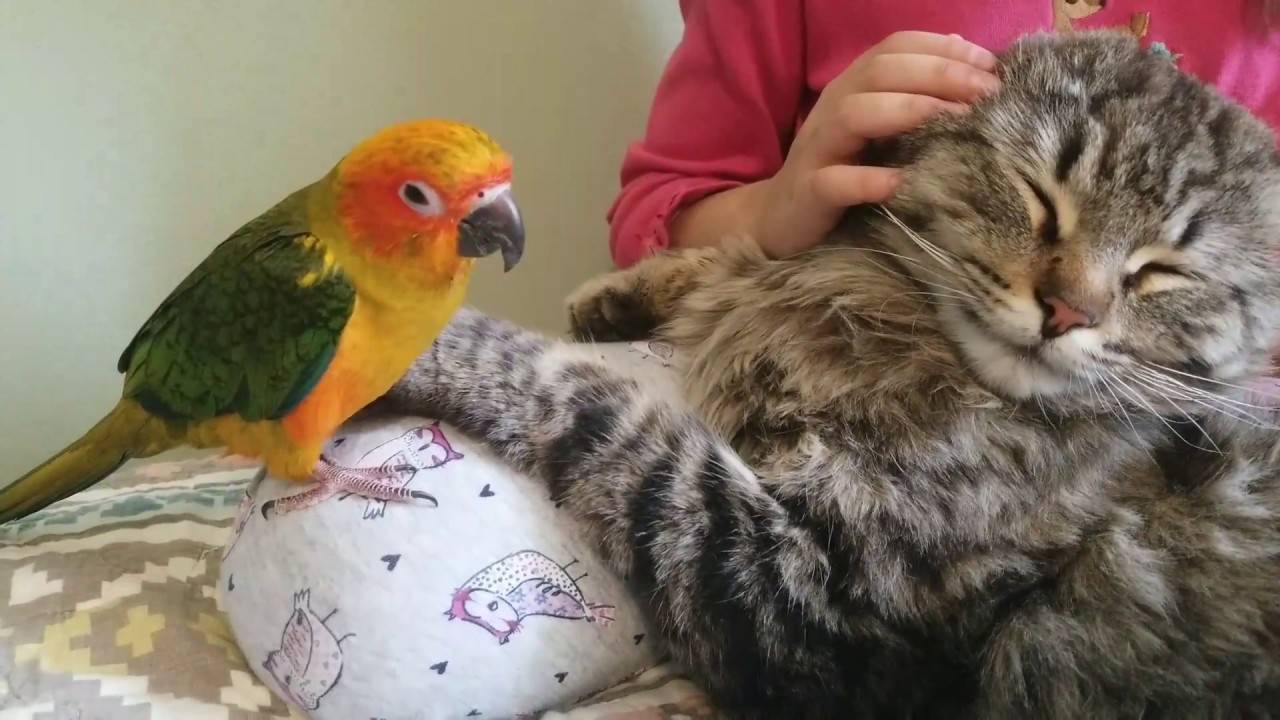 Как подружить попугая с кошкой или собакой