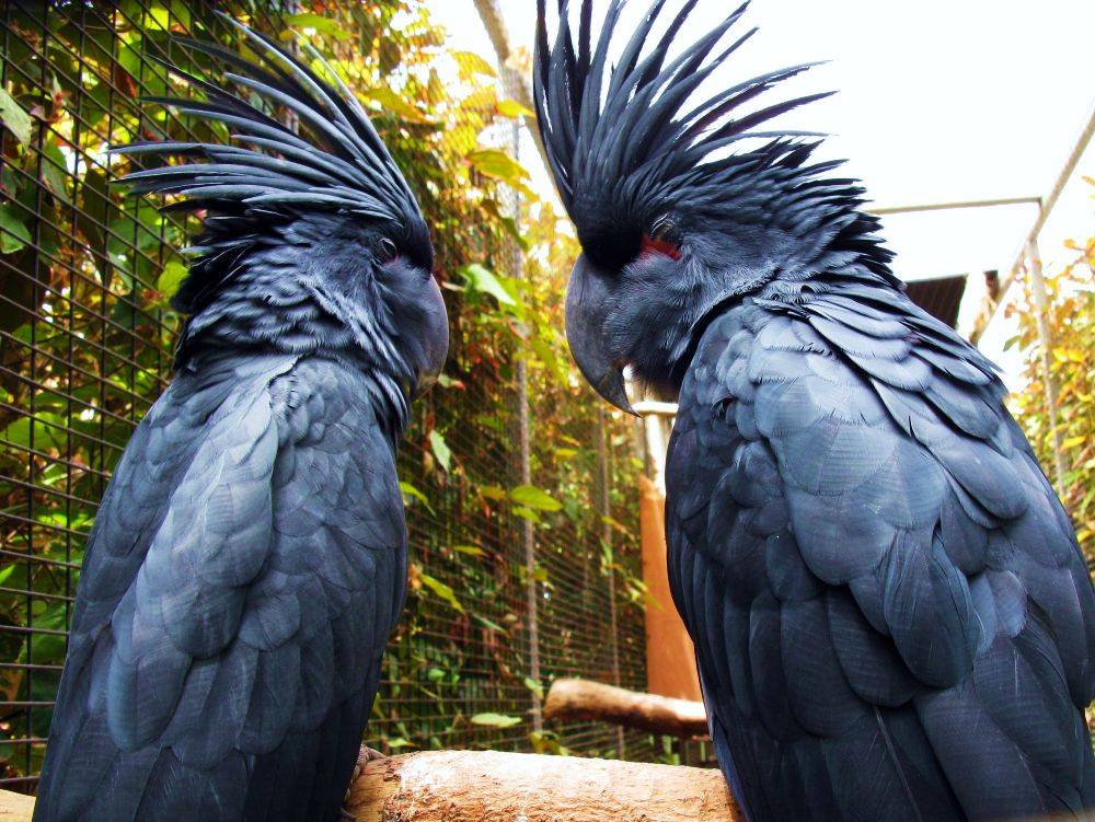 Разноцветные попугаи лоро парка острова тенерифе - путешествуйте