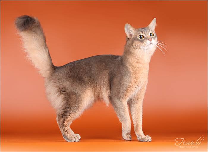 Сомалийские кошки: описание породы, характер, здоровье