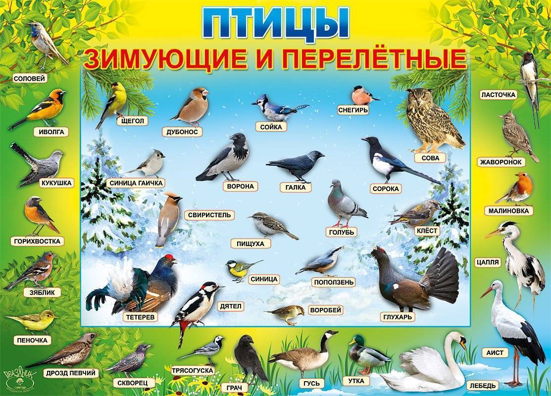 Перелетные птицы для детей (картинки с названиями, фото)