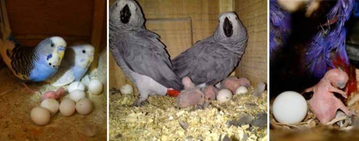 Инкубирование яиц попугаев