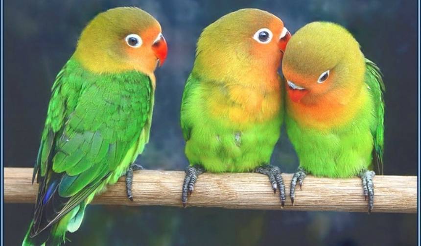 Разговаривают ли попугаи неразлучники - как научить говорить попугайчика