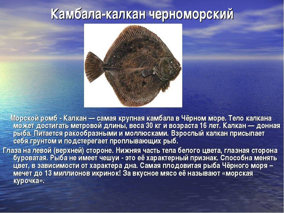 Камбала — польза и вред для организма
